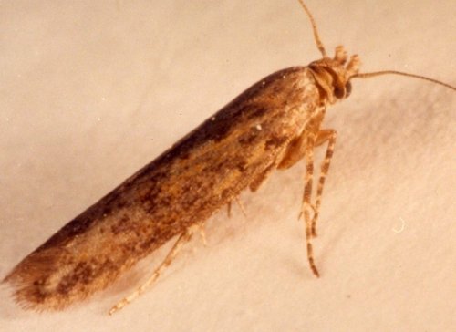 POTATO TUBER MOTH