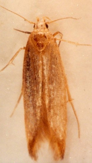 ANGOUMOIS GRAIN MOTH