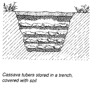 STORAGE SYSTEMS FOR FRESH CASSAVA ROOTS (6KB)