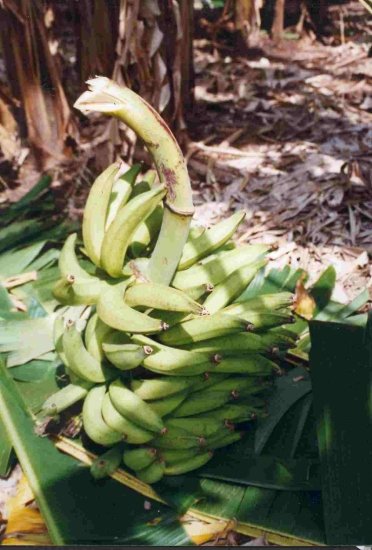 BUNCHES OF PLANTAIN